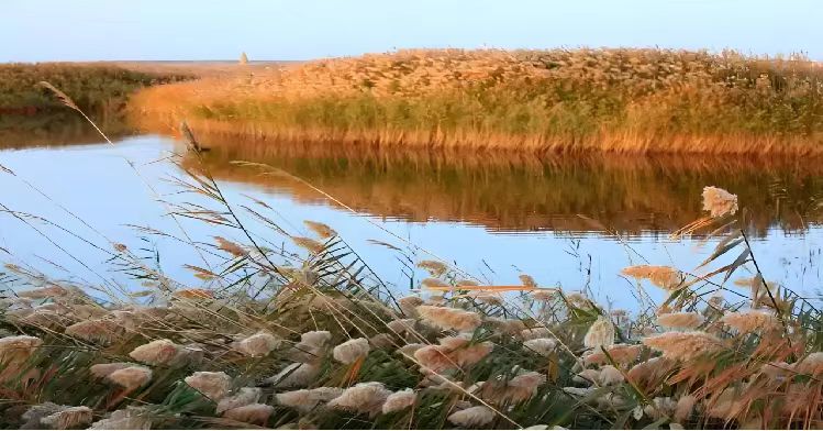 履帶式雙節(jié)森林草原(蘆葦)消防滅火全地形車(chē)